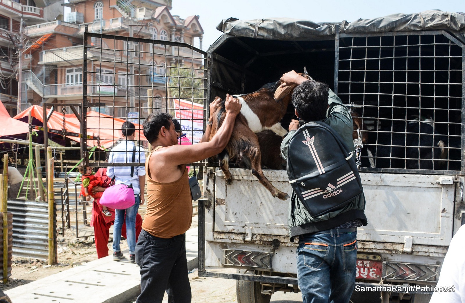 बिरामी खसी बेच्नेलाई जरिवाना